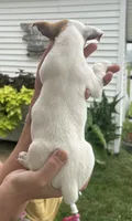 Lucy, a female Jack Russell Terrier for sale in White Pigeon, MI – 5 of 7