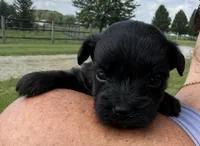 Stan, a male Yorkipoo for sale in White Pigeon, MI – 3 of 9