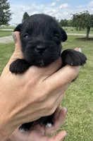 Stan, a male Yorkipoo for sale in White Pigeon, MI – 4 of 9