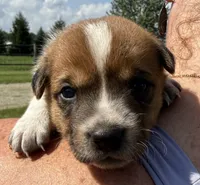 Paige, a female Jack Russell Terrier and Border Collie for sale in White Pigeon, MI – 5 of 7