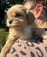 Tom, a male Shihpoo for sale in White Pigeon, MI – 3 of 6
