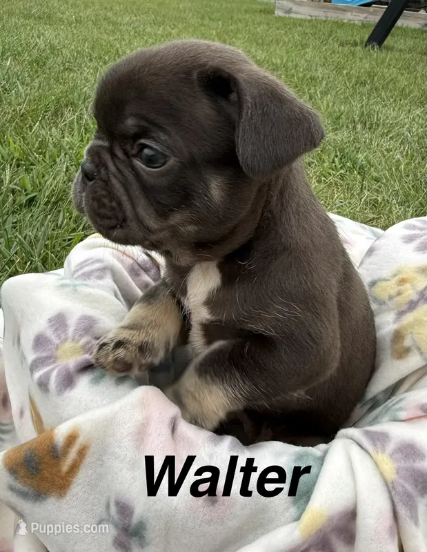 Walter – French Bulldog puppy for sale in White Pigeon, MI
