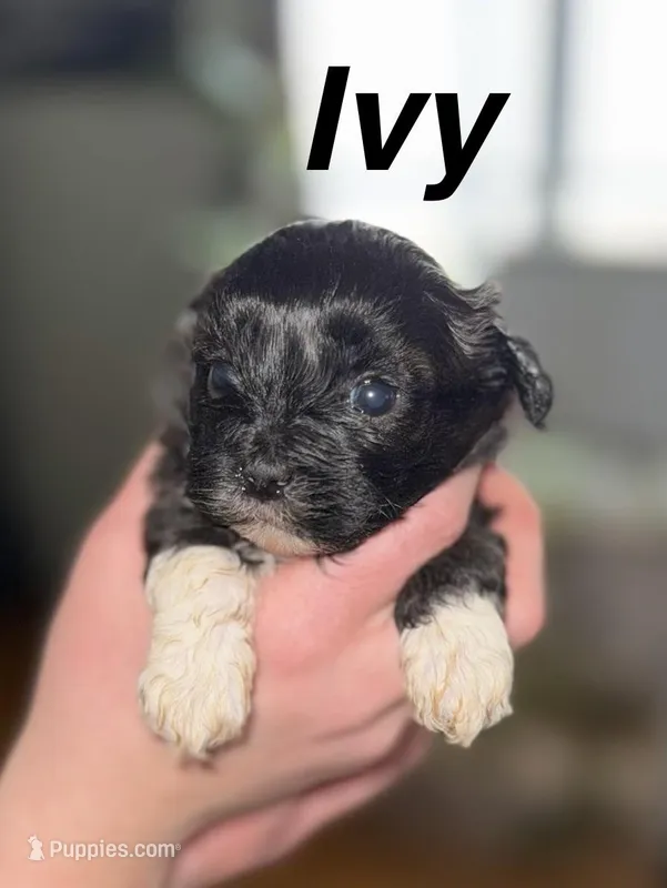 Ivy, a female Shihpoo for sale in White Pigeon, MI – Photo 1 of 6