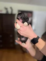Ivy, a female Shihpoo for sale in White Pigeon, MI – Photo 5 of 6