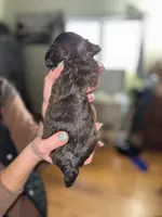Ivy, a female Shihpoo for sale in White Pigeon, MI – Photo 6 of 6