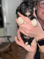 Ivy, a female Shihpoo for sale in White Pigeon, MI – Photo 3 of 6