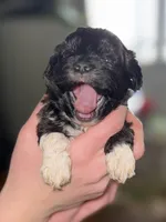 Ivy, a female Shihpoo for sale in White Pigeon, MI – Photo 2 of 6