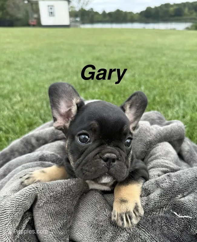 Gary – French Bulldog puppy for sale in White Pigeon, MI