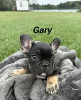 Gary, a male French Bulldog for sale in White Pigeon, MI – 1 of 10