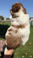 Ben, a male Shorkie for sale in White Pigeon, MI – 2 of 5