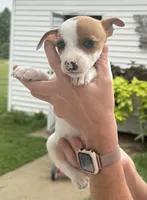 Lucy, a female Jack Russell Terrier for sale in White Pigeon, MI – 7 of 7