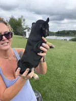 Gary, a male French Bulldog for sale in White Pigeon, MI – 3 of 10