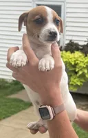 Tommy, a male Jack Russell Terrier for sale in White Pigeon, MI – 2 of 6