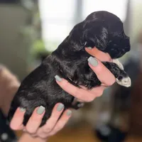 Deuce, a male Shihpoo for sale in White Pigeon, MI – Photo 6 of 9
