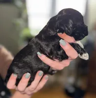 Deuce, a female Shihpoo for sale in White Pigeon, MI – Photo 3 of 8