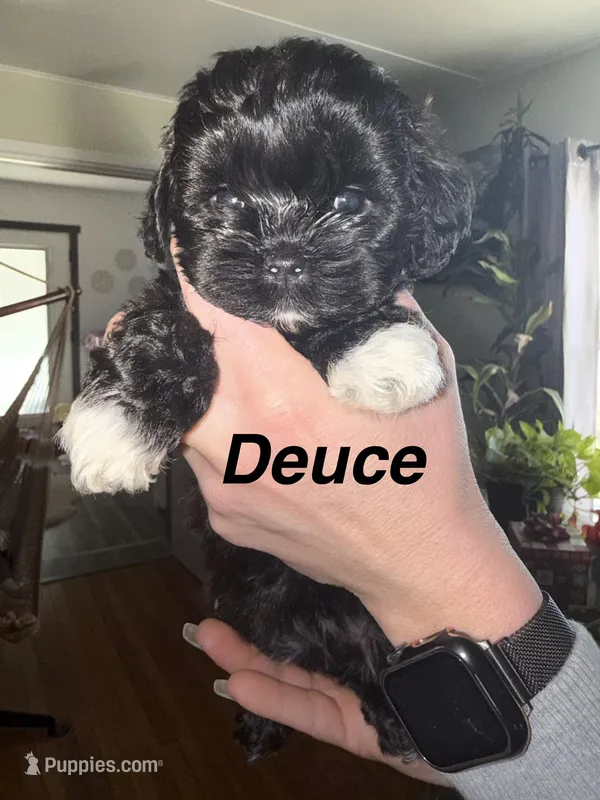 Deuce