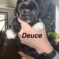 Deuce, a male Shihpoo for sale in White Pigeon, MI – Photo 1 of 9