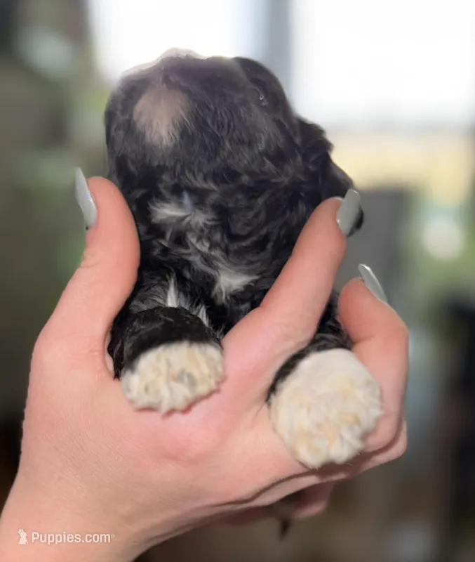 Deuce, a female Shihpoo for sale in White Pigeon, MI – Photo 1 of 8