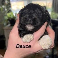 Deuce, a male Shihpoo for sale in White Pigeon, MI – Photo 4 of 9