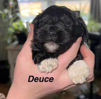 Deuce, a female Shihpoo for sale in White Pigeon, MI – Photo 4 of 8