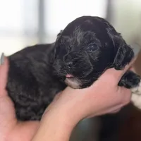 Deuce, a male Shihpoo for sale in White Pigeon, MI – Photo 5 of 9