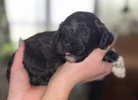 Deuce, a female Shihpoo for sale in White Pigeon, MI – Photo 2 of 8