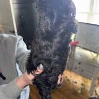 Deuce, a male Shihpoo for sale in White Pigeon, MI – Photo 2 of 9