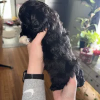 Deuce, a male Shihpoo for sale in White Pigeon, MI – Photo 3 of 9