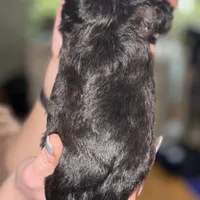 Deuce, a male Shihpoo for sale in White Pigeon, MI – Photo 8 of 9