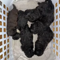 Deuce, a male Shihpoo for sale in White Pigeon, MI – Photo 9 of 9