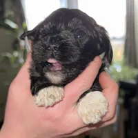 Deuce, a male Shihpoo for sale in White Pigeon, MI – Photo 7 of 9