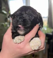 Deuce, a female Shihpoo for sale in White Pigeon, MI – Photo 5 of 8