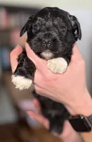 Deuce, a female Shihpoo for sale in White Pigeon, MI – Photo 6 of 8