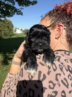 Roger, a male Shihpoo for sale in White Pigeon, MI – 3 of 6