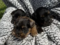 Claire, a female Yorkipoo for sale in White Pigeon, MI – 7 of 10
