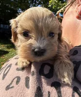 Kim, a female Shihpoo for sale in White Pigeon, MI – 5 of 8