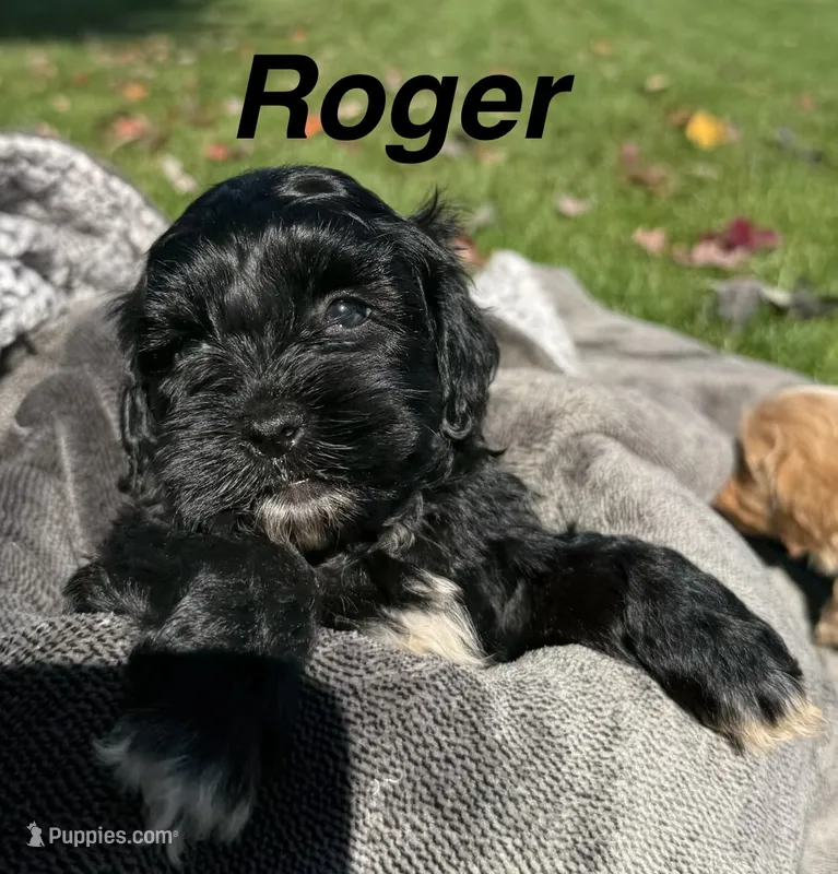 Roger – Shihpoo puppy for sale in White Pigeon, MI
