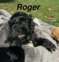 Roger, a male Shihpoo for sale in White Pigeon, MI – 1 of 6