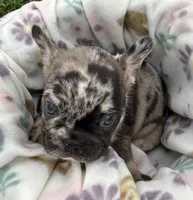 Thor, a male French Bulldog for sale in White Pigeon, MI – 2 of 7
