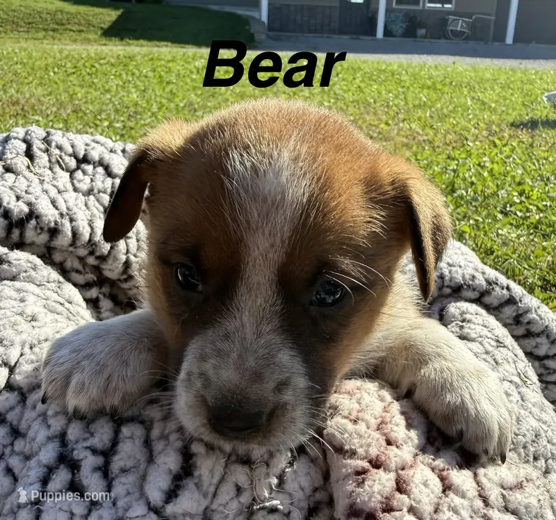 Bear – Jack Russell Terrier, Border Collie puppy for sale in White Pigeon, MI