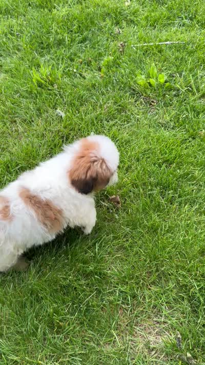 Jack, a male Shorkie for sale in White Pigeon, MI – 7 of 7