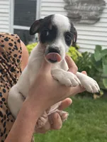 Danny, a male Jack Russell Terrier for sale in White Pigeon, MI – 4 of 4
