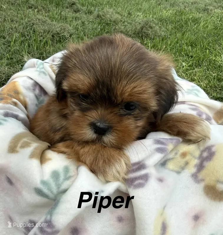 Piper – Shorkie puppy for sale in White Pigeon, MI