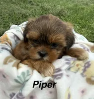Piper, a female Shorkie for sale in White Pigeon, MI – 1 of 7