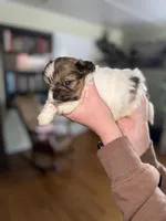 Daisy, a female Shorkie for sale in White Pigeon, MI – Photo 4 of 4