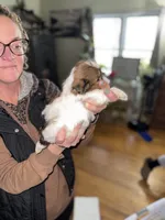 Daisy, a female Shorkie for sale in White Pigeon, MI – Photo 3 of 4