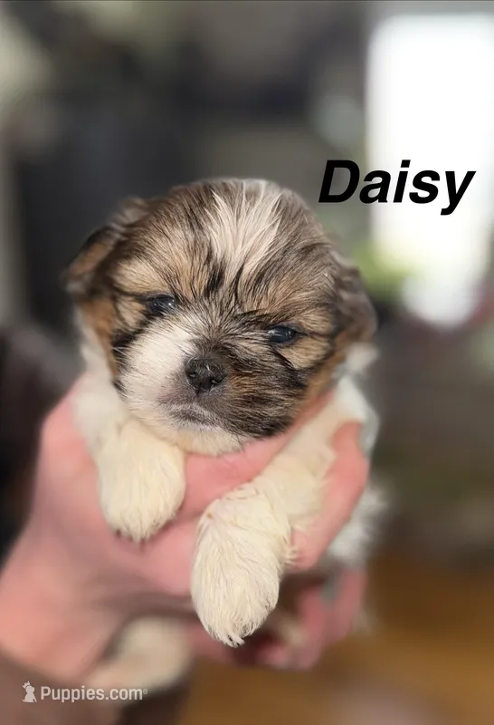 Daisy