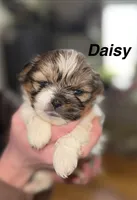 Daisy, a female Shorkie for sale in White Pigeon, MI – Photo 1 of 4