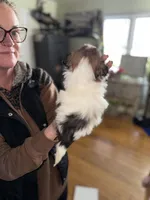 Daisy, a female Shorkie for sale in White Pigeon, MI – Photo 2 of 4