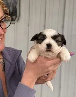 Shelly, a female Shih Tzu for sale in White Pigeon, MI – Photo 2 of 4